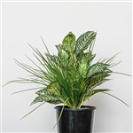 PLANT IMAGE ZEBRA MIX TAMBOUR POT